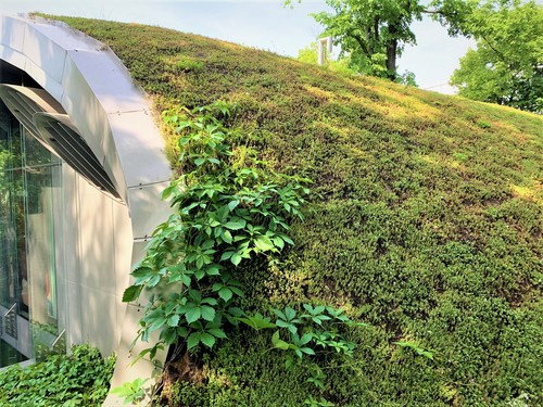 Jak przekształcić dach biurowca w zielony ogród? Zaprojektuj zielony dach